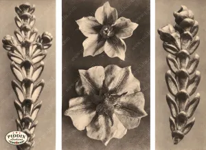 PDXC20234 -- Macro Sepia Flowers