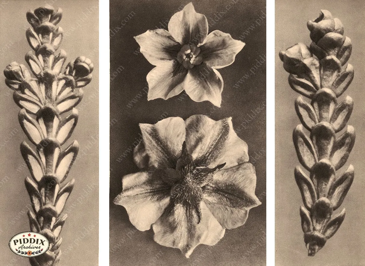 PDXC20234 -- Macro Sepia Flowers