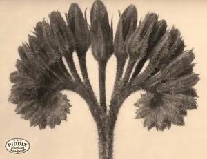 PDXC20253 -- Sepia Flowers Closed