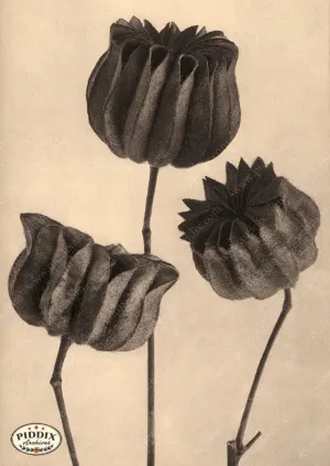 PDXC20267 -- Three Sepia Flowers