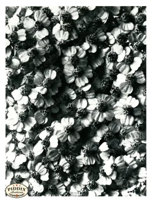 PDXC20278 -- Black and White Flowers