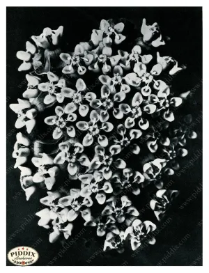 PDXC20279 -- Black and White Flowers