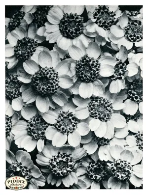 PDXC20283 -- Black and White Flowers