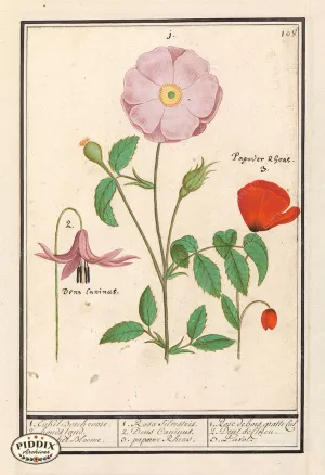 PDXC21119 -- Flowers