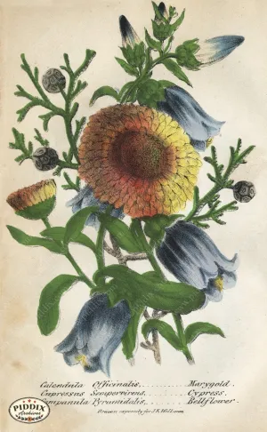 PDXC2229 -- Flowers
