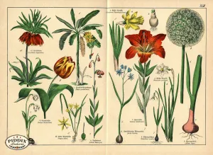 PDXC23245 -- Flower Poster