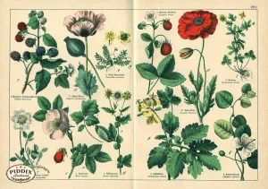 PDXC23256 -- Flower Poster
