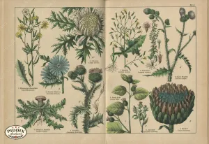 PDXC23271 -- Flower Poster