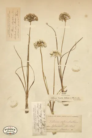 PDXC24402b -- Pressed Flowers Allium