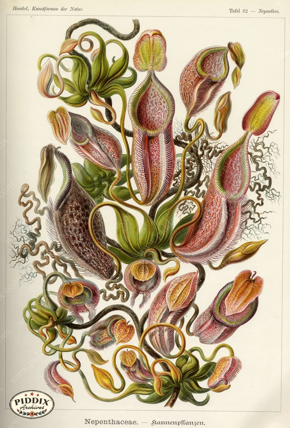 PDXC3176 -- Plants