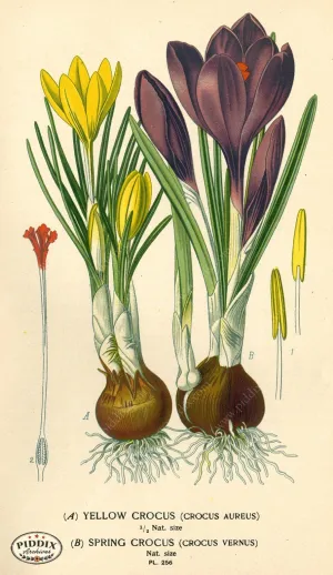 PDXC3846 -- Flowers