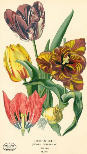 PDXC3851 -- Flowers