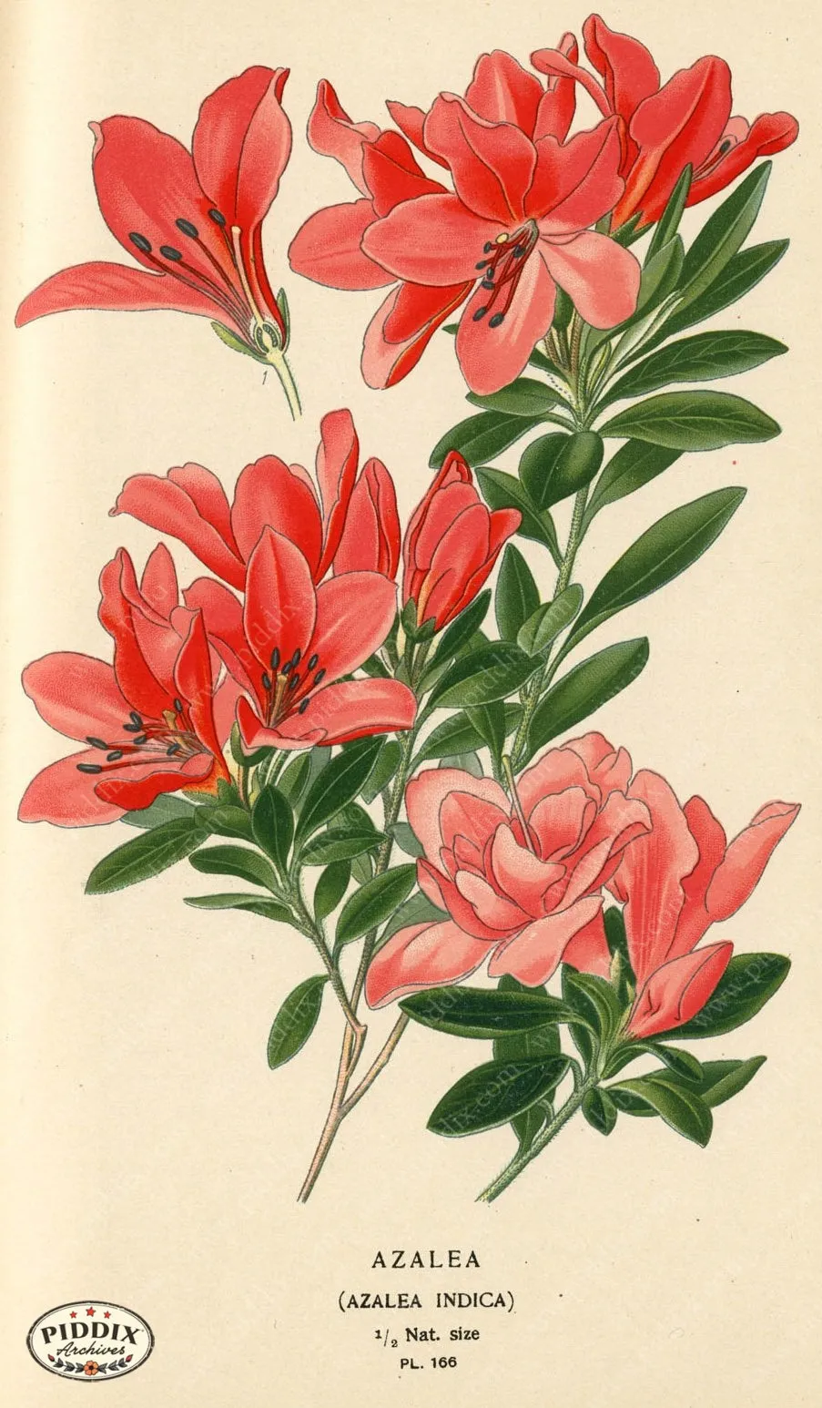 PDXC3852 -- Flowers