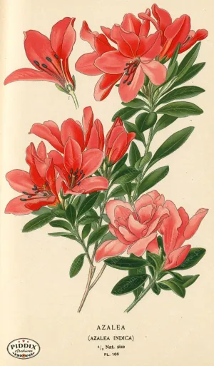 PDXC3852 -- Flowers