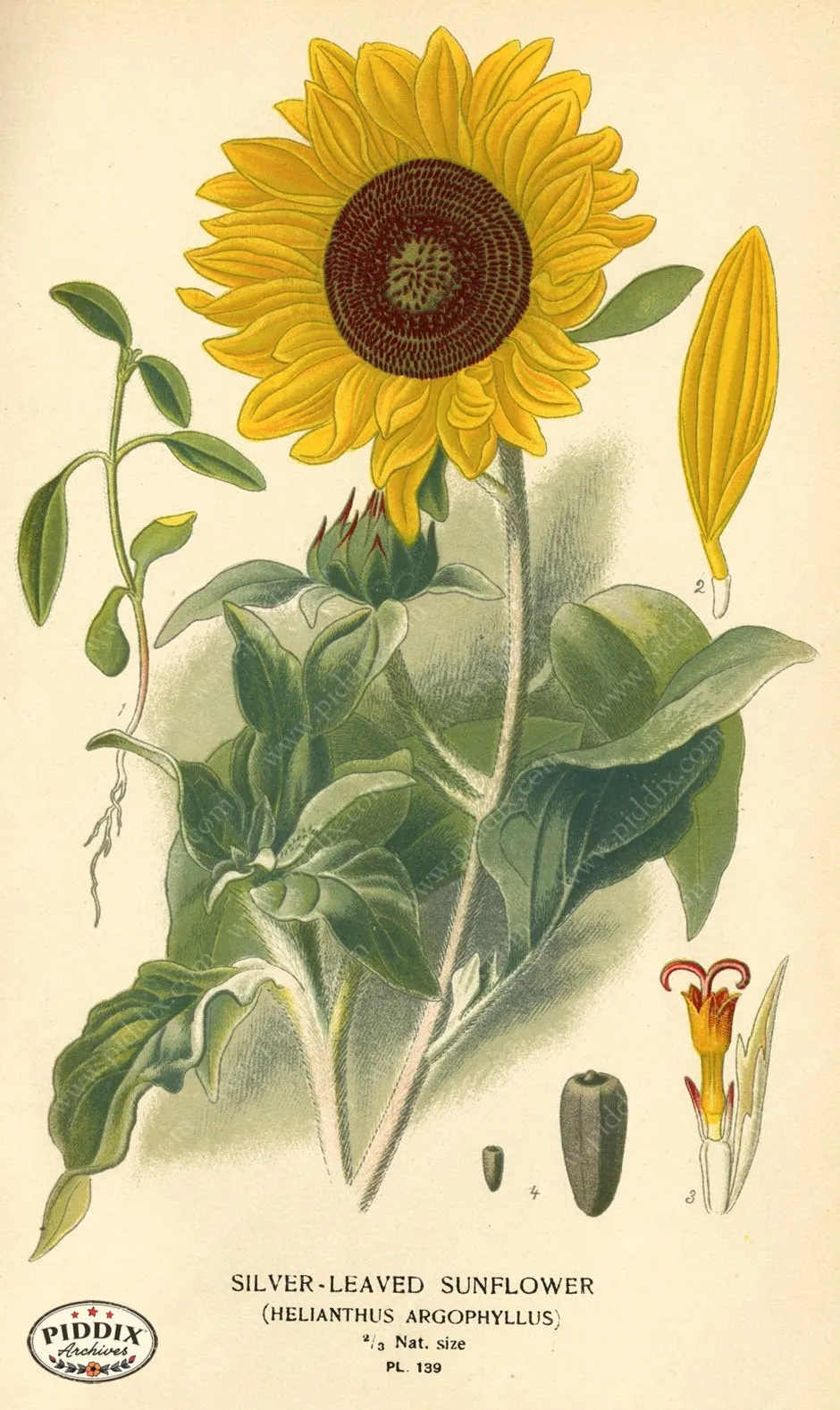 PDXC3858 -- Flowers