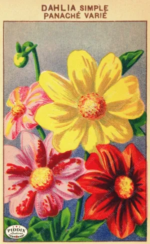 PDXC3861 -- Flowers