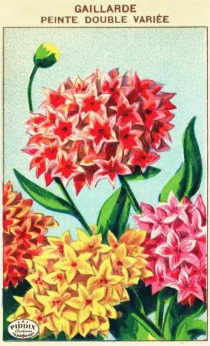 PDXC3862 -- Flowers