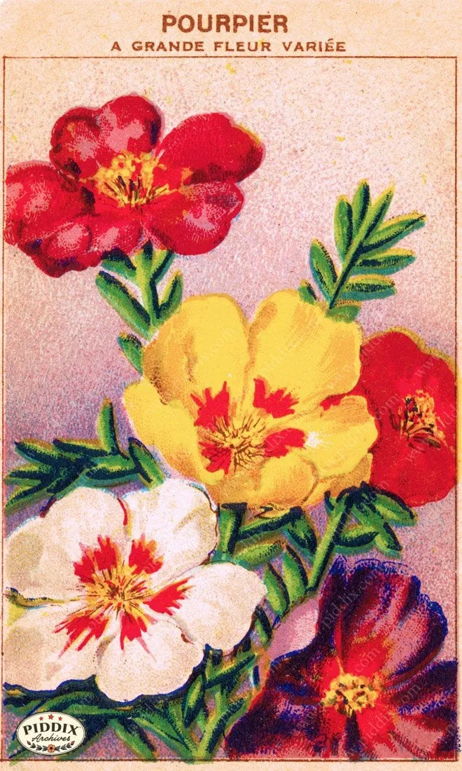 PDXC3864 -- Flowers