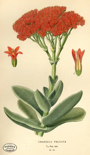 PDXC3943 -- Flowers