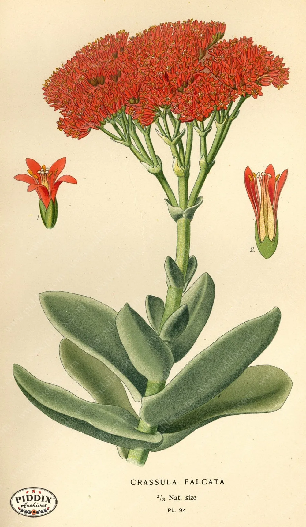 PDXC3943 -- Flowers