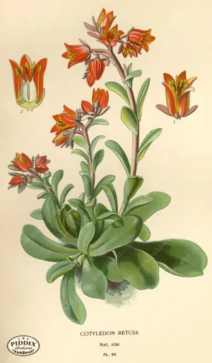 PDXC3944 -- Flowers