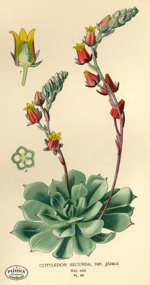 PDXC3945 -- Flowers