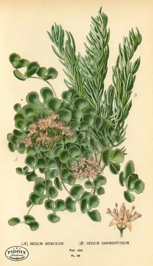 PDXC3947 -- Flowers