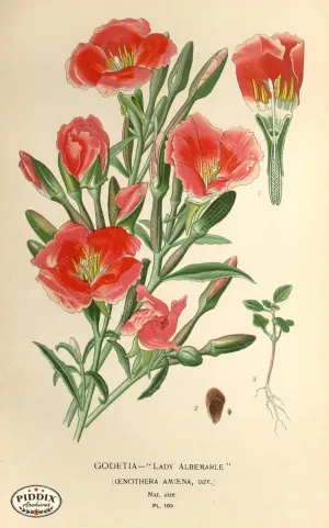 PDXC3954 -- Flowers