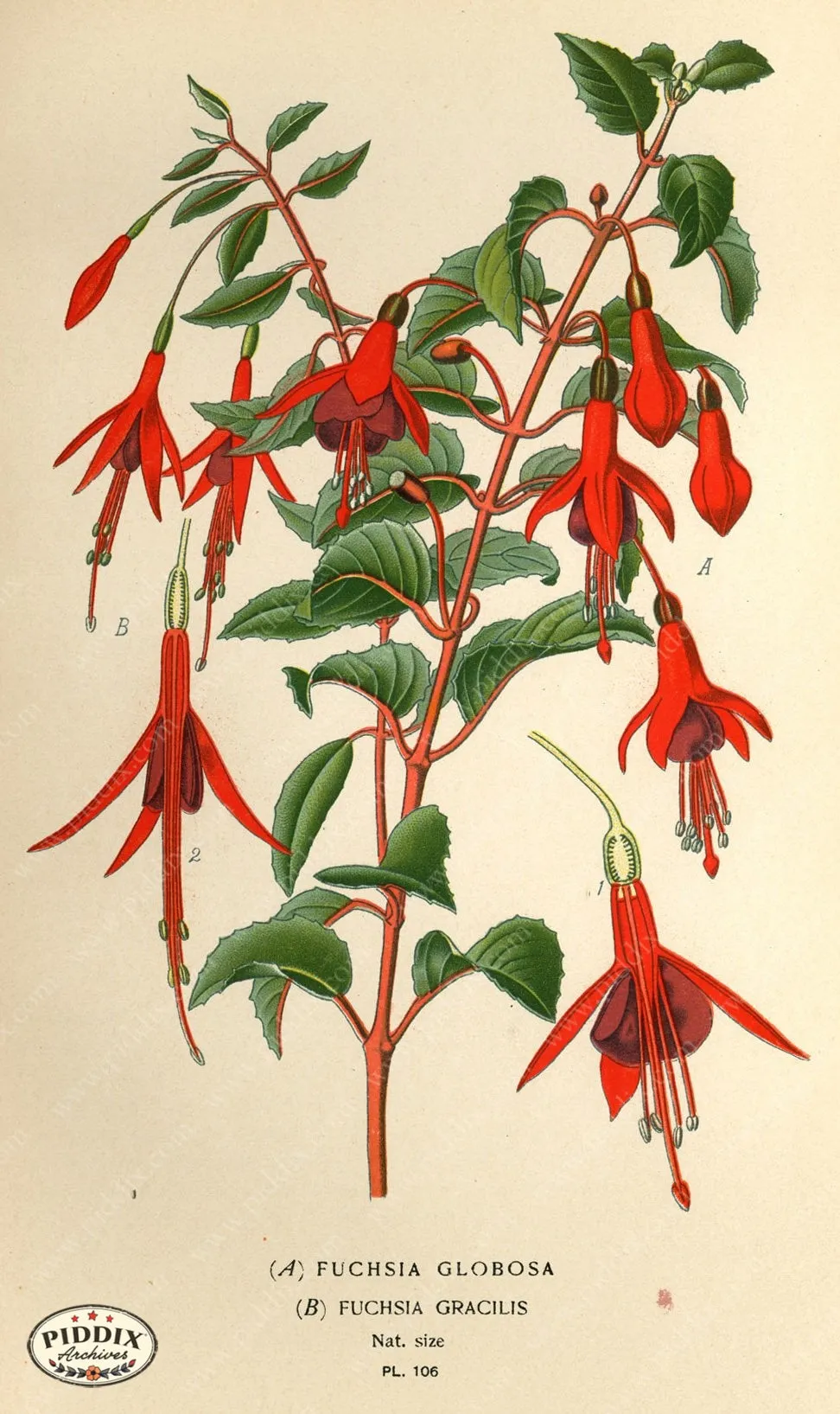 PDXC3955 -- Flowers