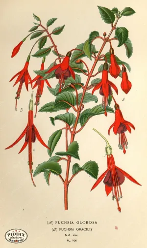PDXC3955 -- Flowers