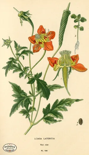 PDXC3958 -- Flowers