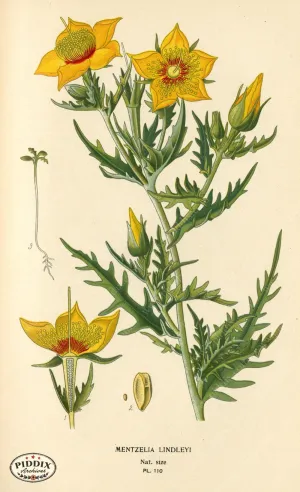 PDXC3959 -- Flowers
