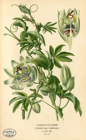 PDXC3960 -- Flowers