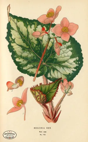 PDXC3961 -- Flowers