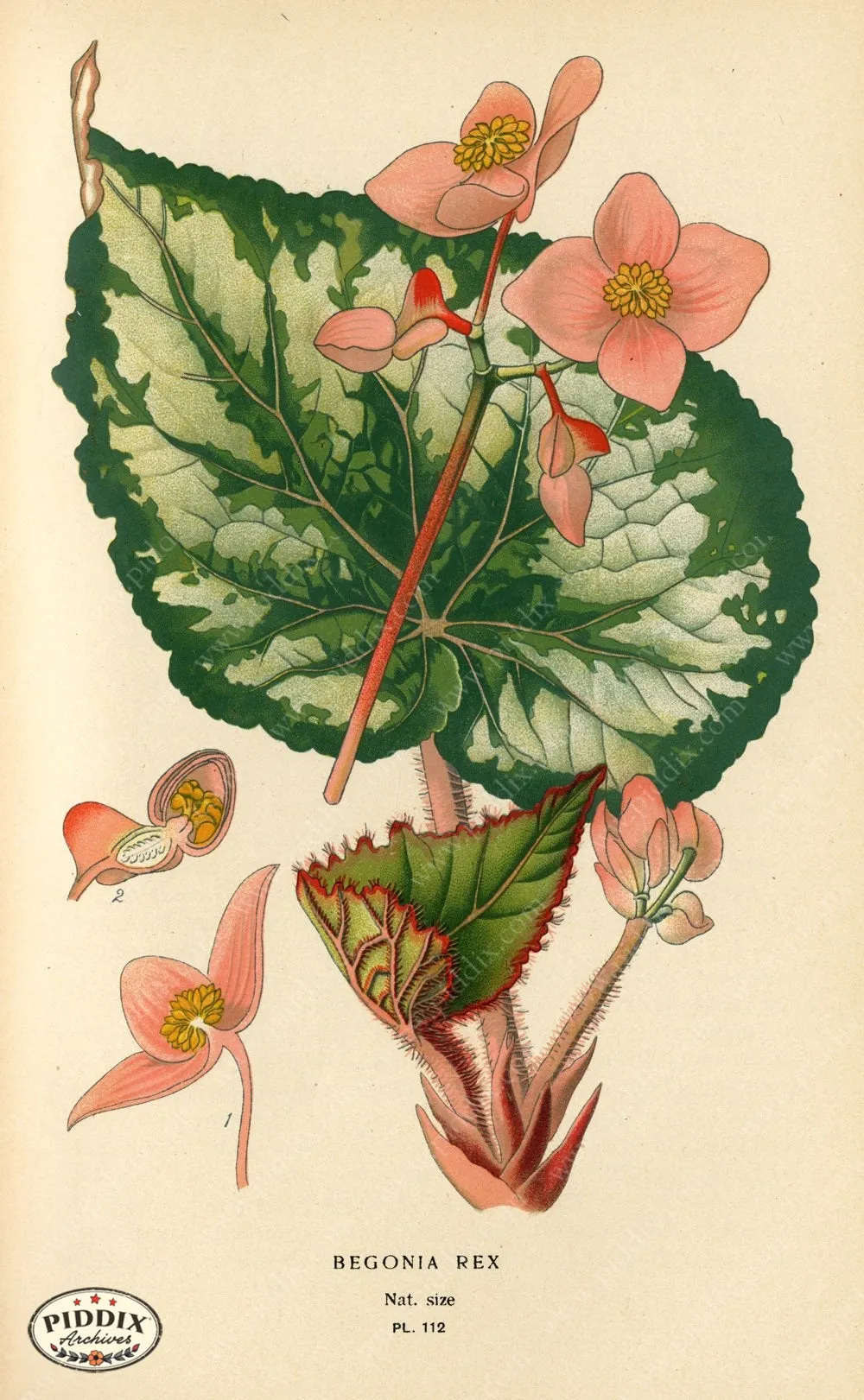 PDXC3961 -- Flowers