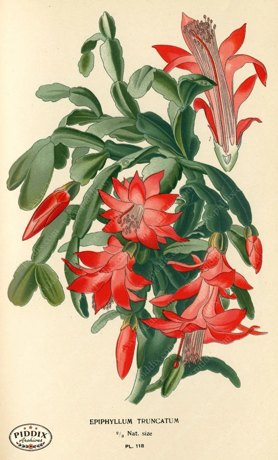 PDXC3967 -- Flowers