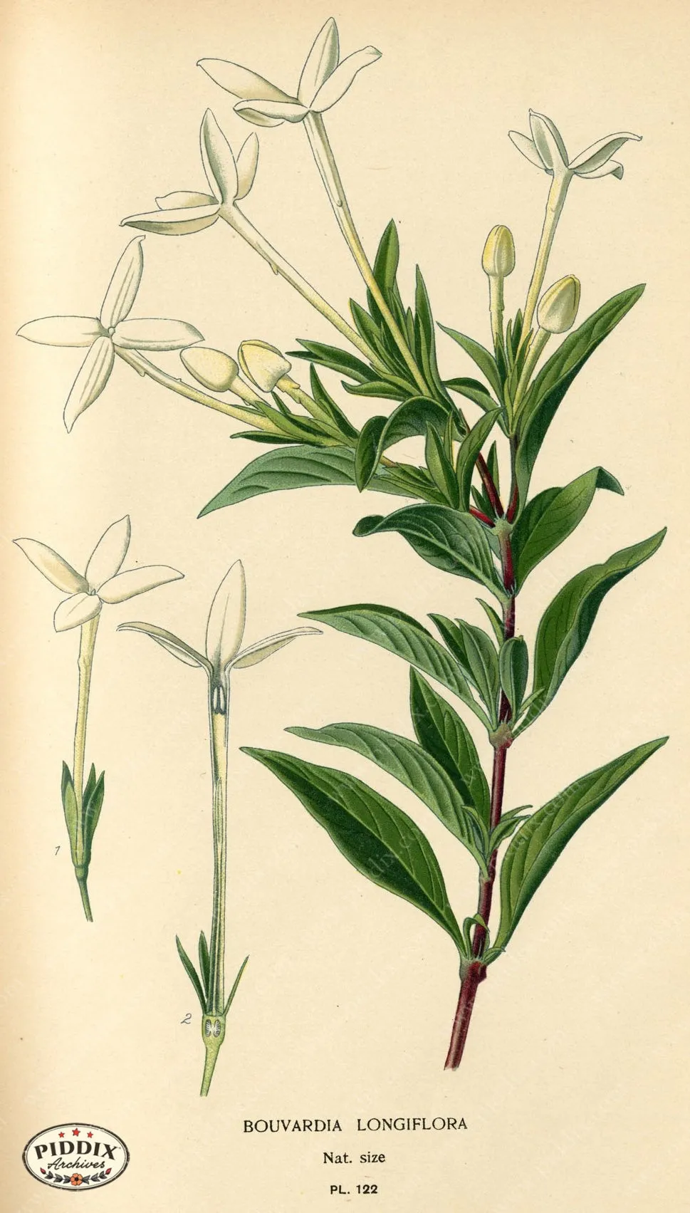PDXC3971 -- Flowers