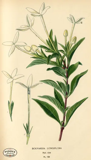 PDXC3971 -- Flowers