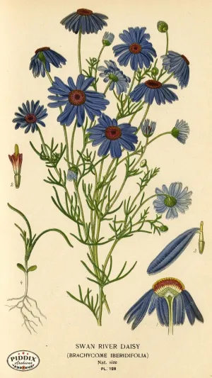 PDXC3977 -- Flowers