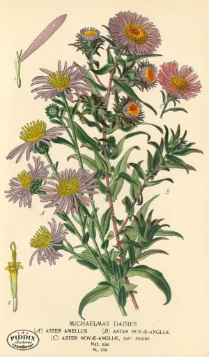 PDXC3982 -- Flowers