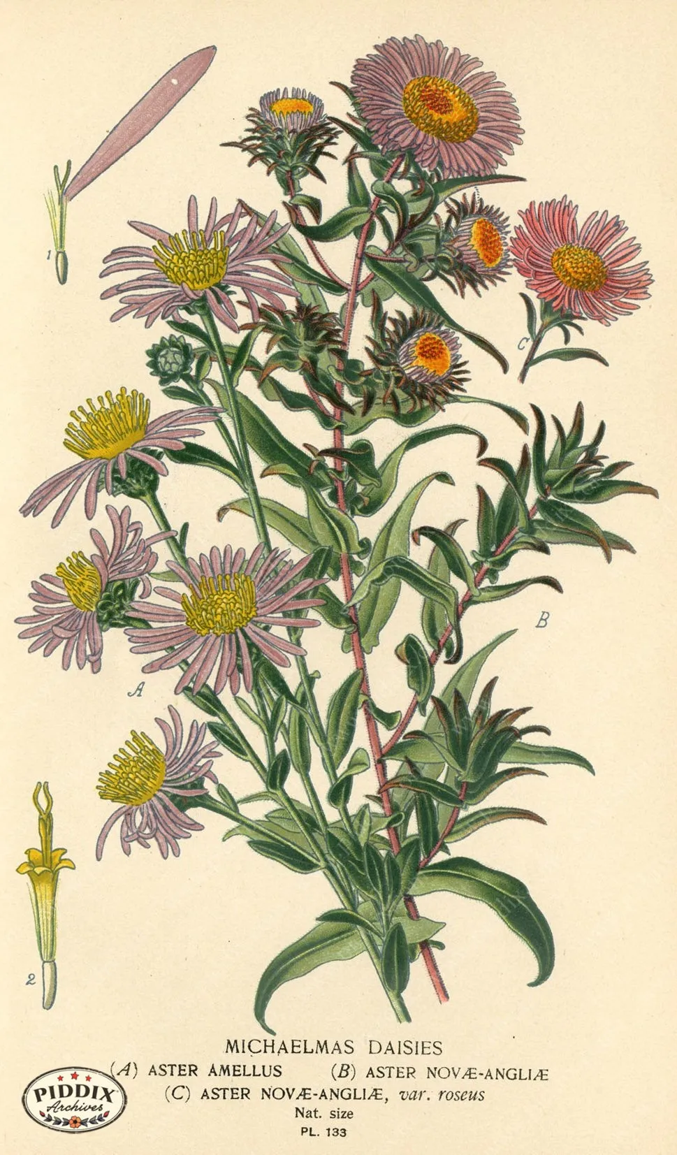 PDXC3982 -- Flowers