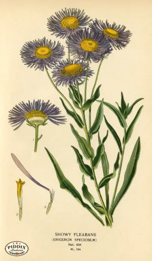 PDXC3983 -- Flowers
