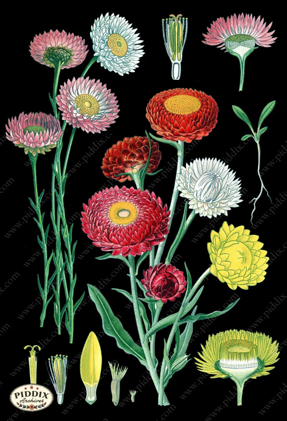 PDXC3986b -- Original Flower Collages Zinnias