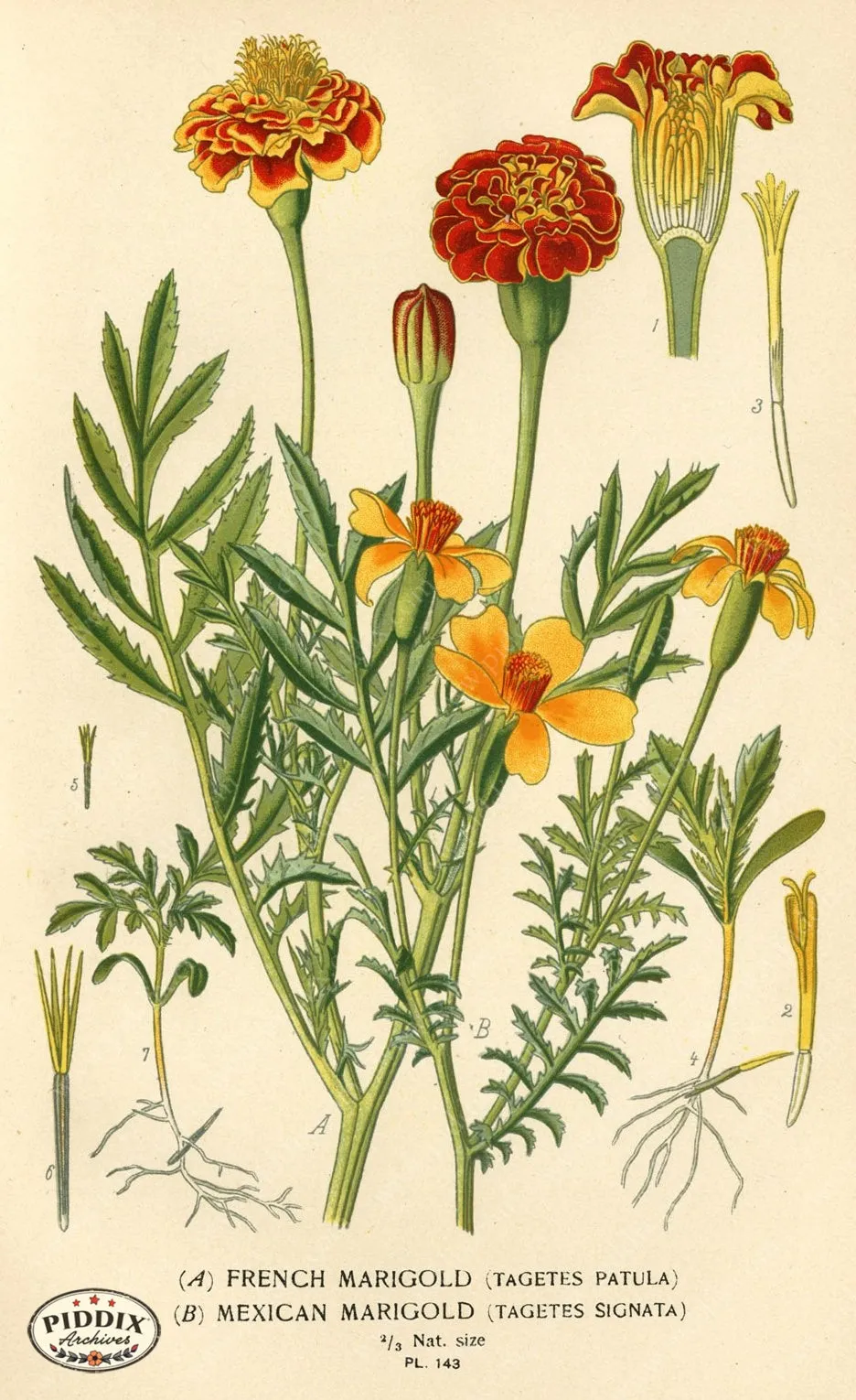 PDXC3989 -- Flowers