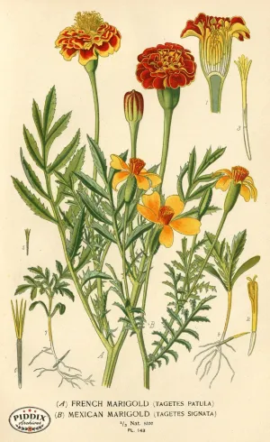 PDXC3989 -- Flowers