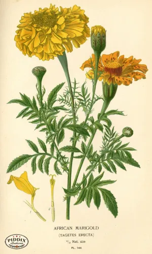 PDXC3990 -- Flowers