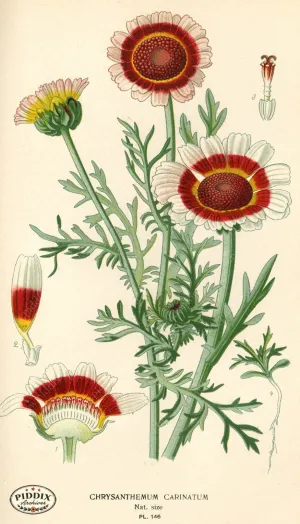 PDXC3992 -- Flowers