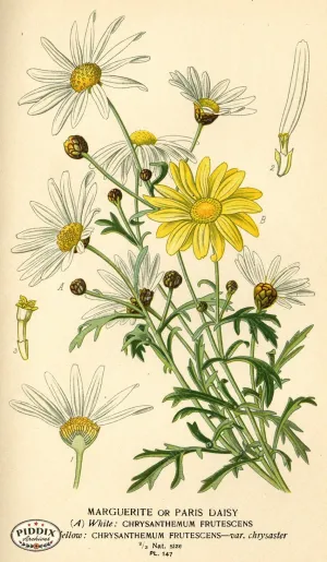 PDXC3993 -- Flowers