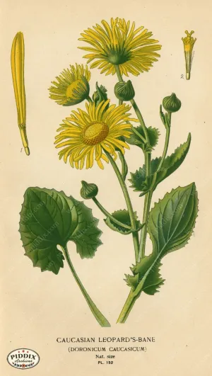 PDXC3998 -- Flowers