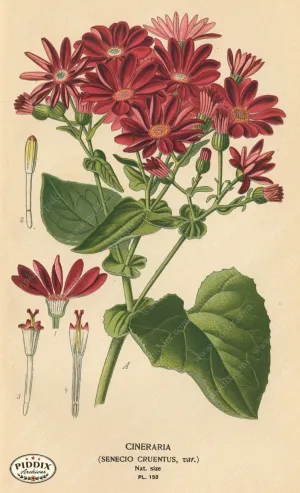 PDXC3999 -- Flowers